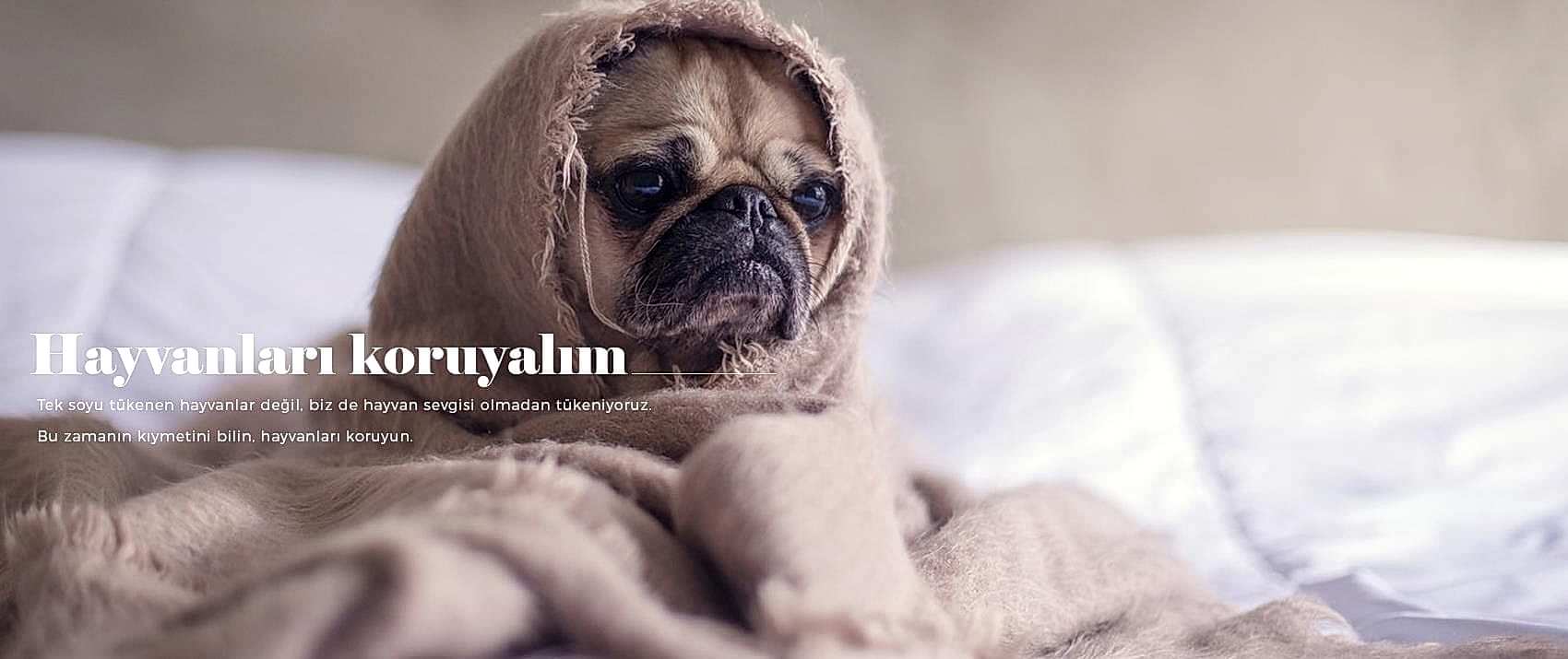 Hayvanları Koruyalım